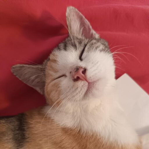 CatShop