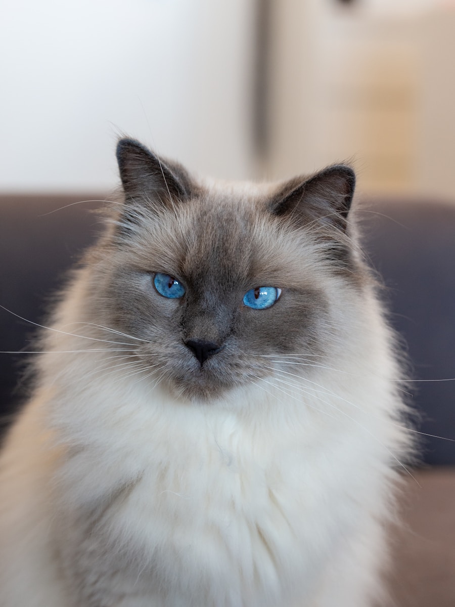 a cat with blue eyes